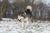 ALASKAN MALAMUTE 330